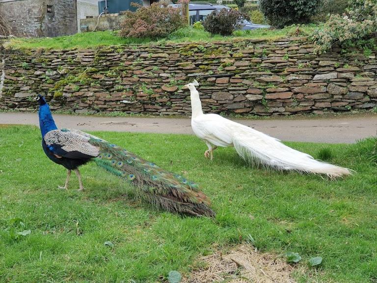 Trelawney Cottage, Sleeps Up To 4, Wifi, Fully Equipped Menheniot Eksteriør bilde